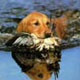chiens de chasse
