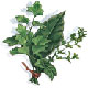 soigner son animal (chiens - chats - nac) par les plantes