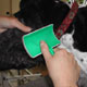le m�tier de toiletteur pour chien