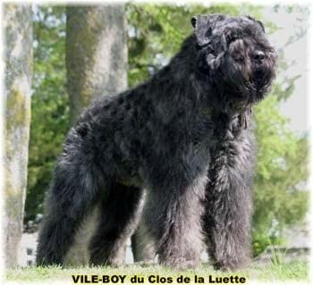 bouvier_des_flandres_accueil.jpg