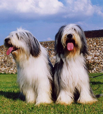 chien bearded collie