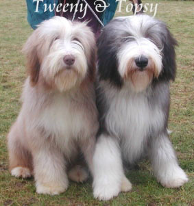 bearded collie chien