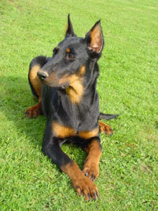 chien beauceron