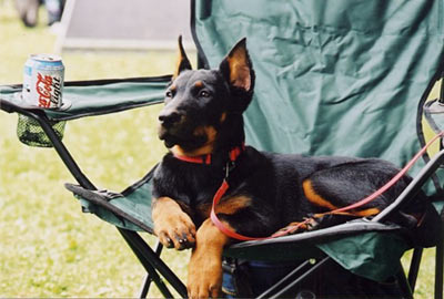 chien beauceron