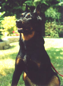 chien beauceron