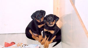 chien beauceron