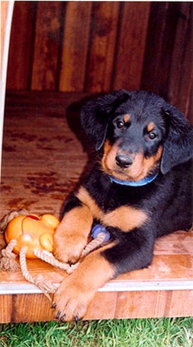 chien beauceron