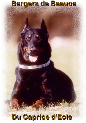 chien beauceron