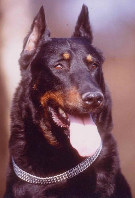 chien beauceron