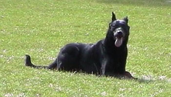 chien beauceron