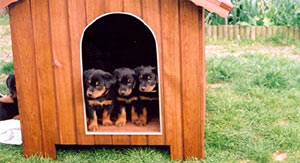 chien beauceron