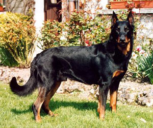 chien beauceron