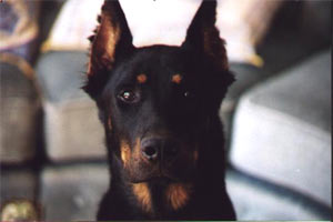 chien beauceron