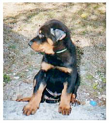 chien beauceron