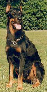 chien beauceron