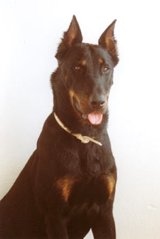 chien beauceron