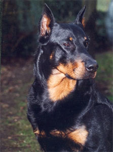 chien beauceron