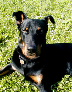 chien beauceron