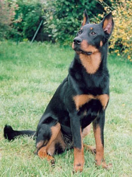 chien beauceron