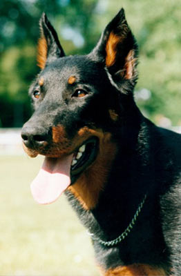 chien beauceron