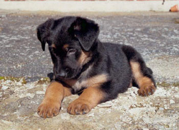 chien beauceron