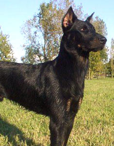 chien beauceron