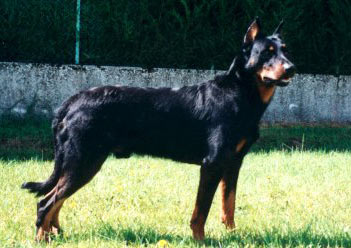 chien beauceron