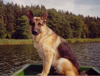 chien berger allemand