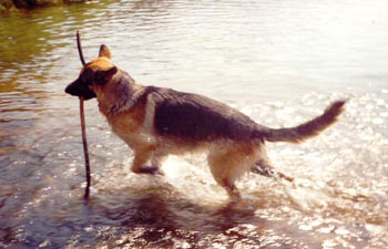 chien berger allemand