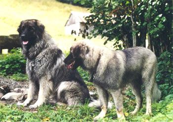 charplaninatz chien groupe1 race Sarplaninac berger yougoslave