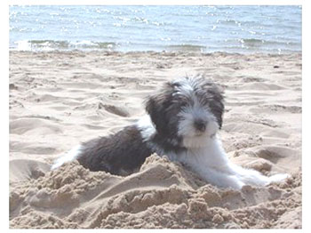 chien de berger polonais plage