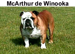 Photo du Bulldog