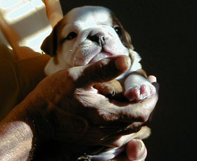 Photo du Bulldog