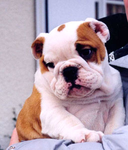 Photo du Bulldog