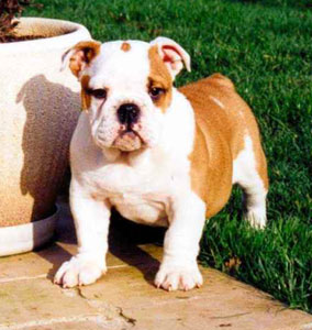 Photo du Bulldog