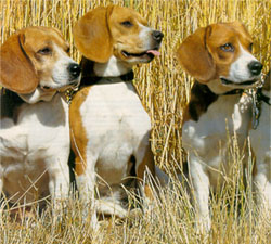 Beagle chien race groupe6