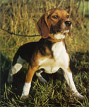 comportement beagle