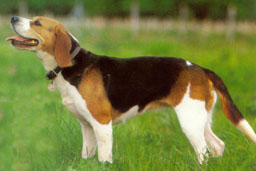 beagle chien standard