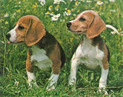 beagle origine