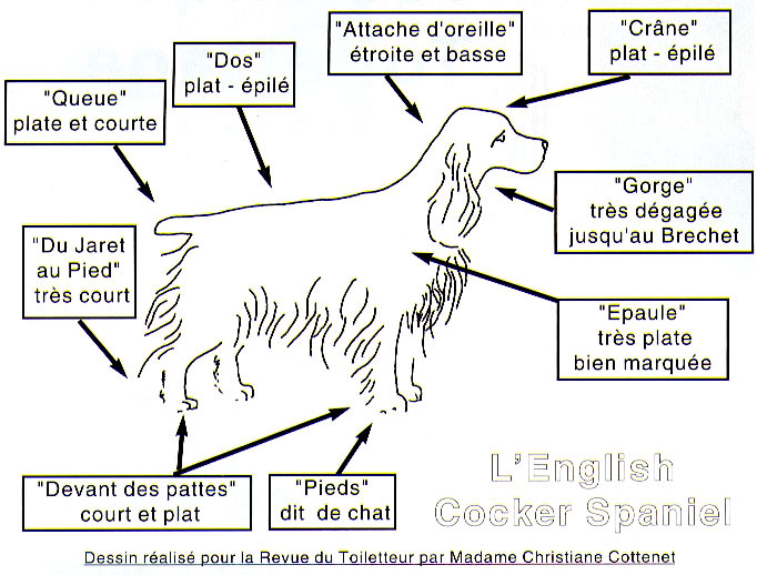 LE TOILETTAGE DE L'ENGLISH COCKER SPANIEL : chiens et chiots