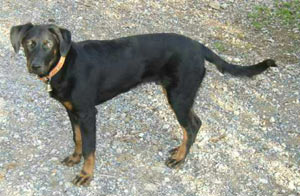 chien beauceron
