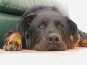 chien beauceron