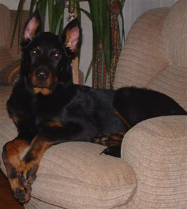 chien beauceron